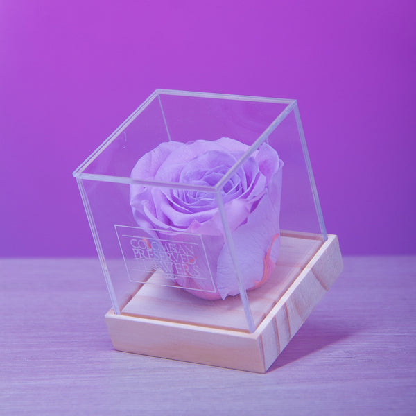 Standard Rose