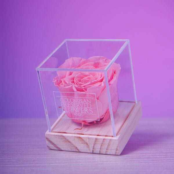 Standard Rose
