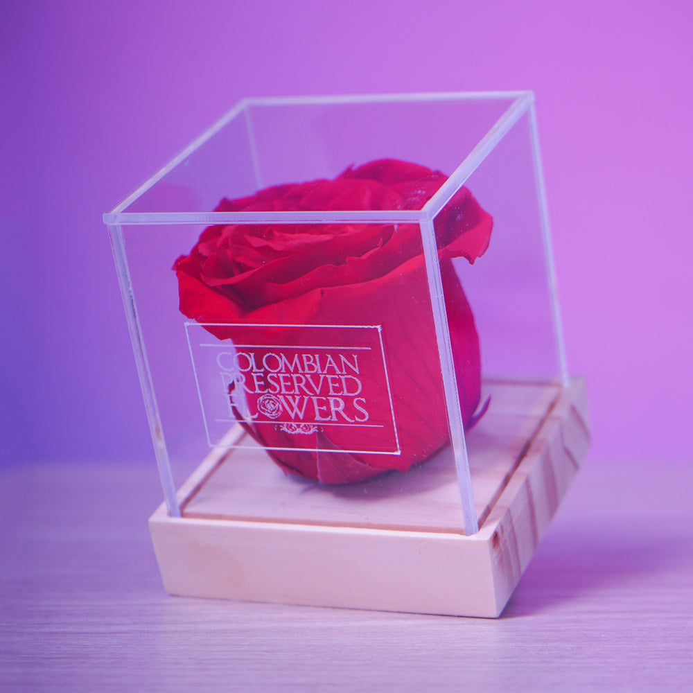 Standard Rose