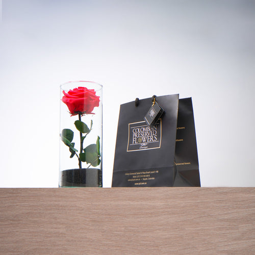 Premium Rose