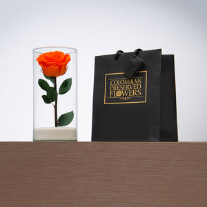 Premium Rose